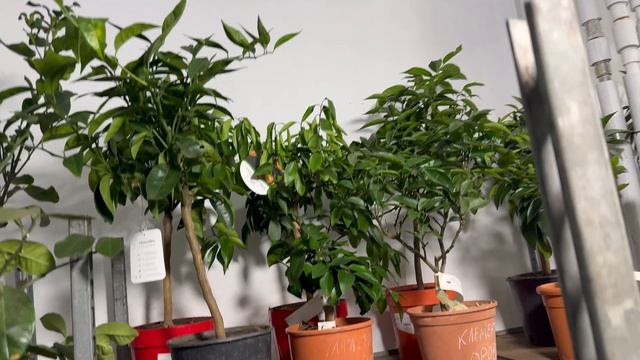 Обзор растений «Цитрус Микс Экзотика» Москва
