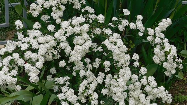 ВИДЕО ПВН АВ (670)