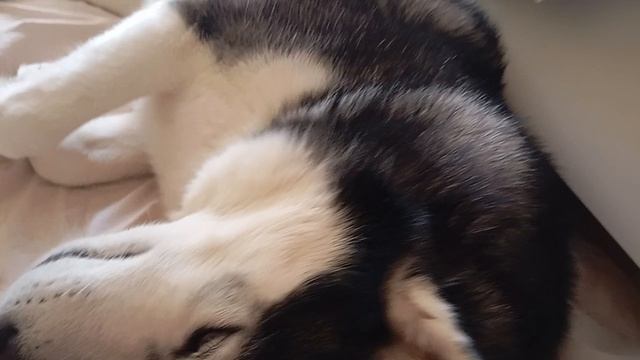 Annat Сема на кровати 🤣🤣🤣