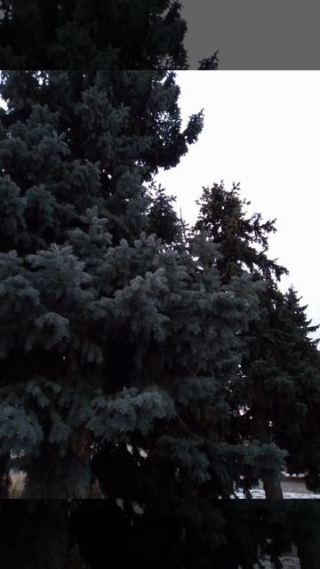 Ель (моё личное стихотворение)