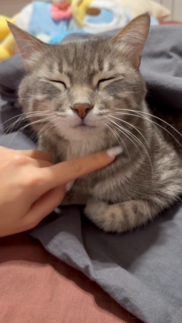 Милый котик 🐱