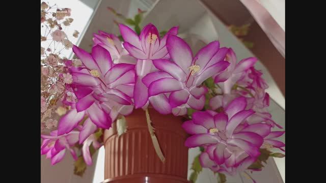 1 декабря цветут мои декабристы.mp4