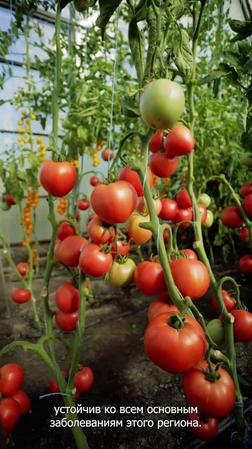 Розовоплодный раннеспелый низкорослый томат 250+ г: премиальный гибрид с урожайностью до 85 т/га