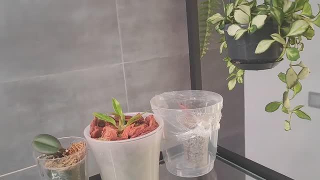 Перевалка фили, Биглип Розетта - заправляем корни