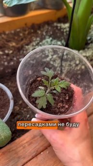 Выращиваю рассаду томатов без перевалки!