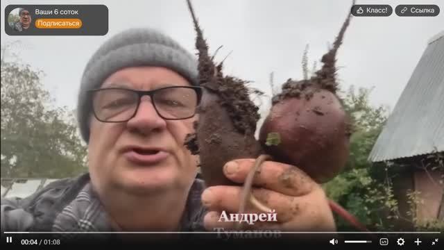 Листья свеклы - настоящий витаминный клад!