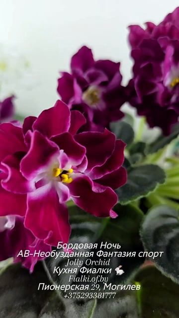 Бордовая Ночь и еще много замечательных растений в нашей студии "Кухня Фиалки" 🐇. 1 декабря!