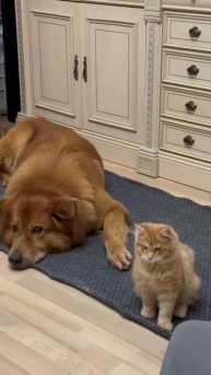 Звезды интернета😂