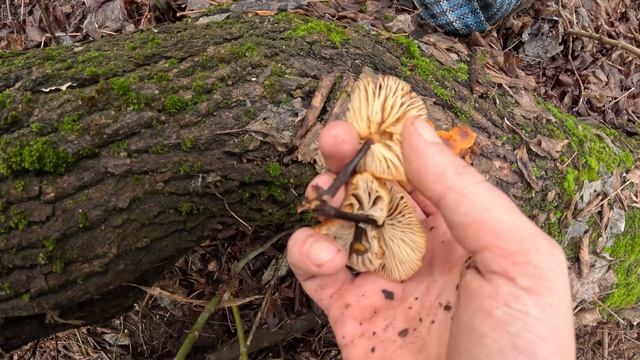 ОТец ищет грибы 22 11 25г