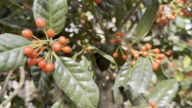 Илекс NELLIE R. STEVENS, CLT 230, MULTITRONCO