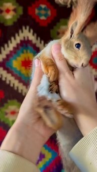 #белочка #животные #милота