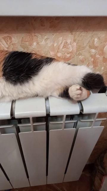Муся кошка греется на батарее.ПРИКОЛ С КОШКАМИ.Питомцы