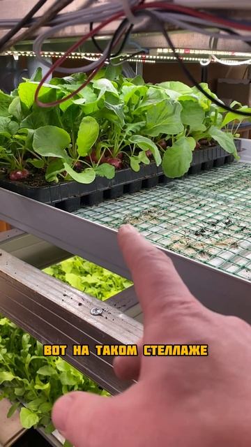 Пришло время собирать редис