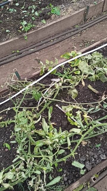 теплица 2 декабря #теплица #дача #садоводничество #огород #уходзатеплицей #зима #урожай