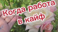 Работа в радость. Гуляю. В Анапе цветет сирень.