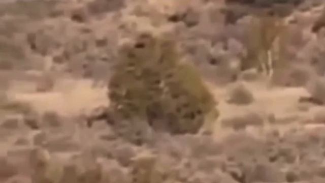 Профессор Паранормальных явлений