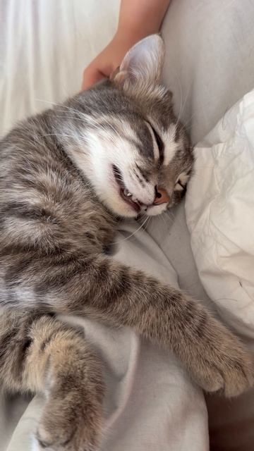 Мило спящий котик 🐱