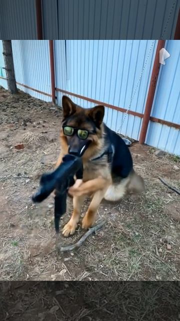 моя собака когда ей не дали  мясоо