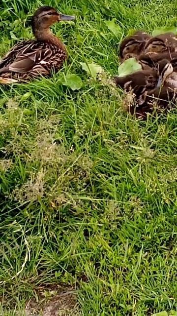 Новорождённые утята.