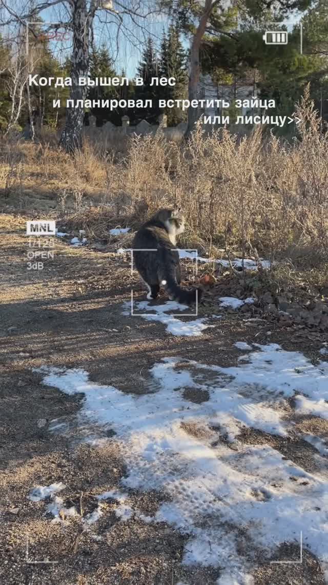 Вот такие звери водятся у нас в лесу