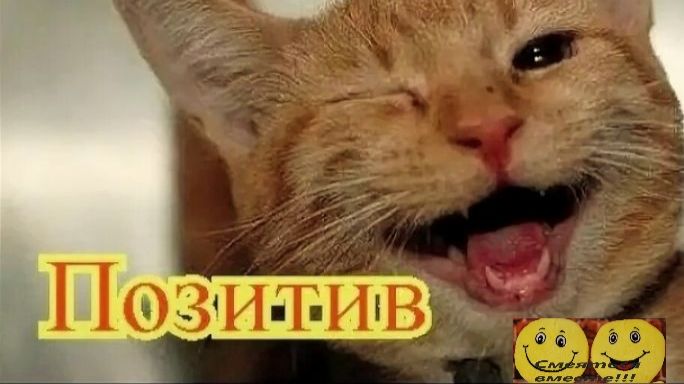 Смешные видео