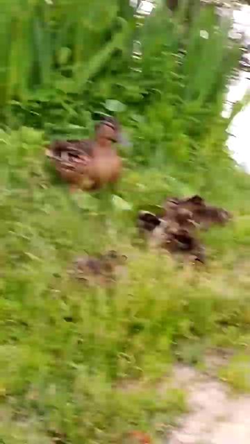 Смелые утята с рождения.