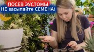 ПОСЕВ ЭУСТОМЫ В ДЕКАБРЕ - 100% ВСХОЖЕСТЬ, ЕСЛИ НЕ ЗАСЫПАТЬ СЕМЕНА. НЕОБЫЧНЫЙ, НО ВЕРНЫЙ СПОСОБ!