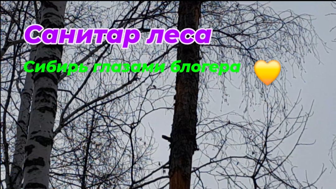 Санитар леса.