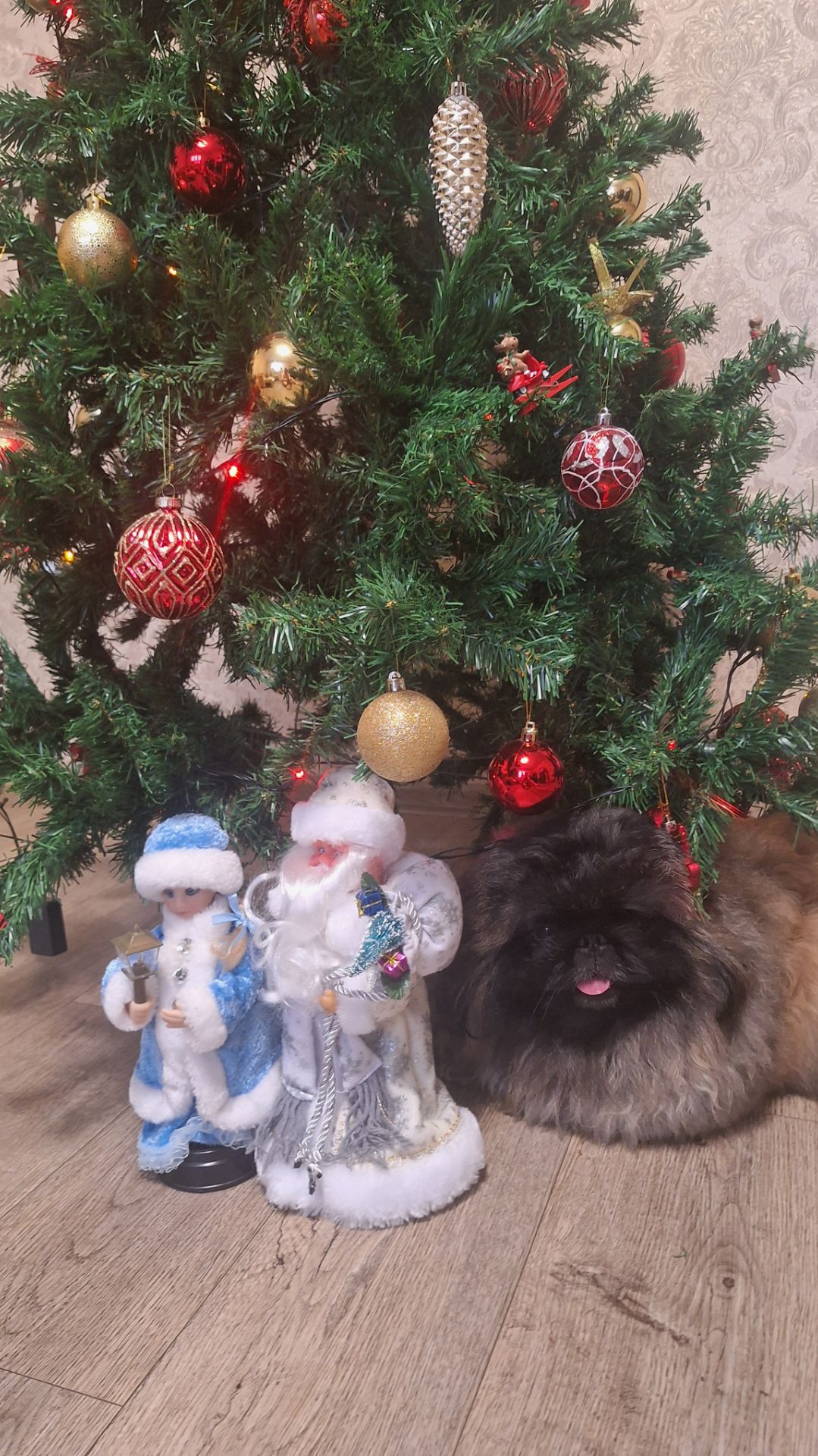 Пекинес Дендик и новогодняя елка