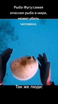 Смертельная рыба Фугу 🤣