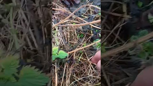 Днём собрала крапивы вечером пошли снег