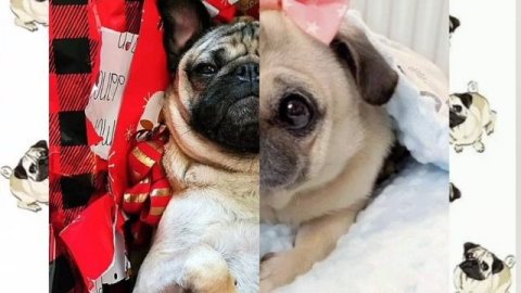 Такие милые мопсы ❤️