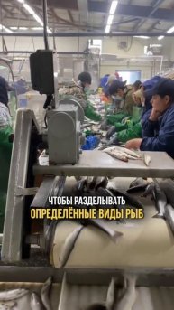 Не ставьте на стол КРАСНУЮ ИКРУ