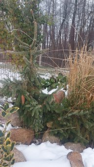 Ель обыкновенная Акрокона. Ширококоническая форма.К 30 годам 4-5 м и диаметр 3 м.