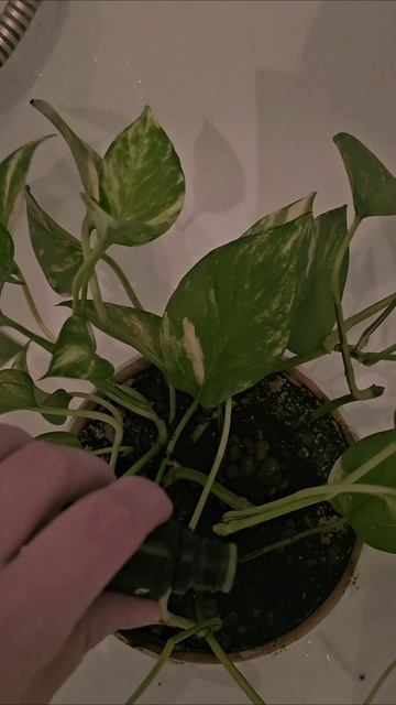 #аромолабиринт
#эфирныемасла
#житьздорово