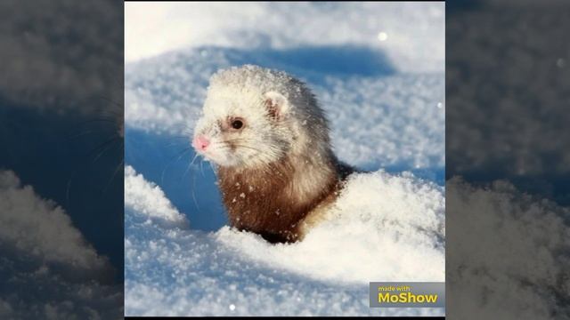 MoShow_20251202T194843.mp4