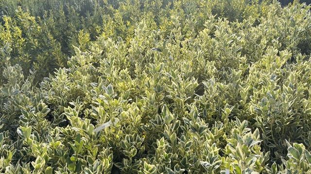 Бересклет JAPONICUS BRAVO, CLT 3