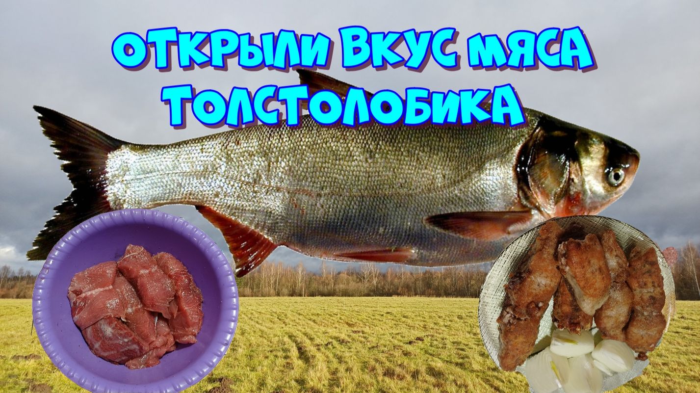 Открыли вкус мяса Толстолобика 👀