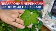КАК ПРОСТО РАЗМНОЖИТЬ ПЕЛАРГОНИЮ ПЛЮЩЕЛИСТНУЮ ЧЕРЕНКАМИ И СЭКОНОМИТЬ НА РАССАДЕ КУЧУ ДЕНЕГ