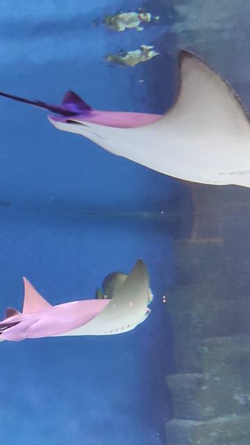 Морские скаты