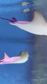 Морские скаты