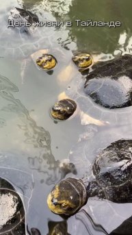 Тайланд очень разнообразен во всех смыслах😝