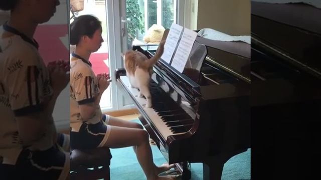 Кошачий вальс