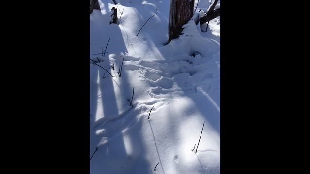 Сезон охоты на соболя 2025