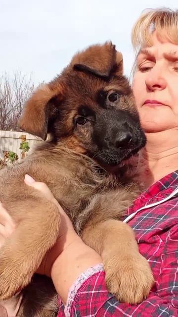 Баларис УЛЬТРА, 2 месяца 10 дней.