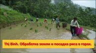 Thị Bình. Вьетнам. Обработка земли и посадка риса в горах.