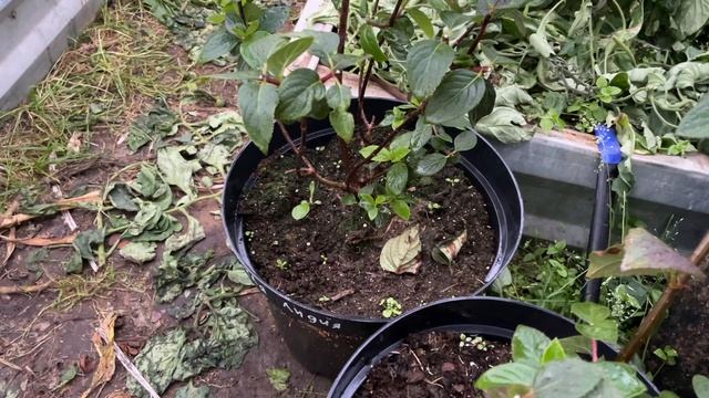 Спасаю ГОРТЕНЗИИ от ДОЖДЕЙ [Мечта Лесково, Самарская Лидия]