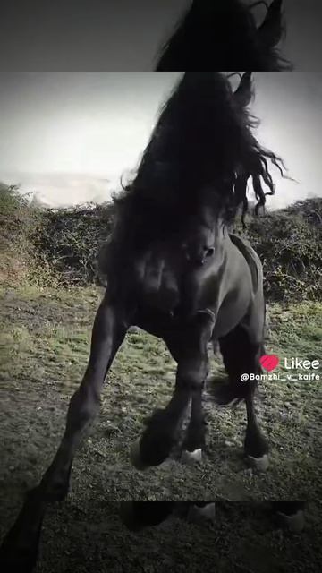 Одна из самых известных пород лошадей - Фриз