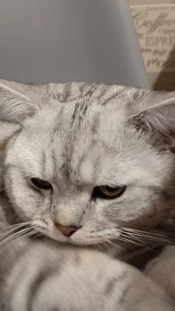 Барсик танцует