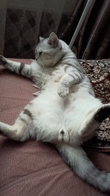 Барсик-Барсюшка